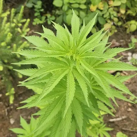 Herbies Bruce Banner Guerilla 2025