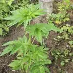 Herbies Bruce Banner Guerilla 2025