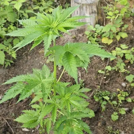 Herbies Bruce Banner Guerilla 2025