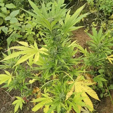 Sweet Seeds Killer Kush Guerilla 2025