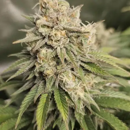 AMS Gelato XTRM