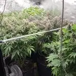 2025 FB Gorilla  Melon