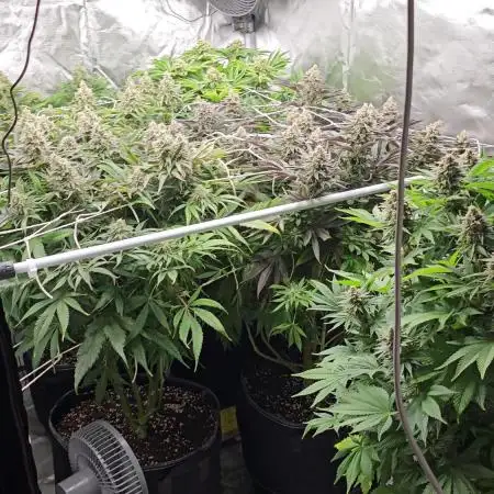 2025 FB Gorilla  Melon