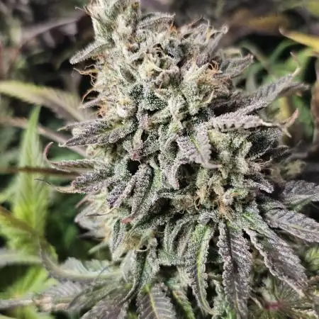 AMS Candy Kush 2025
