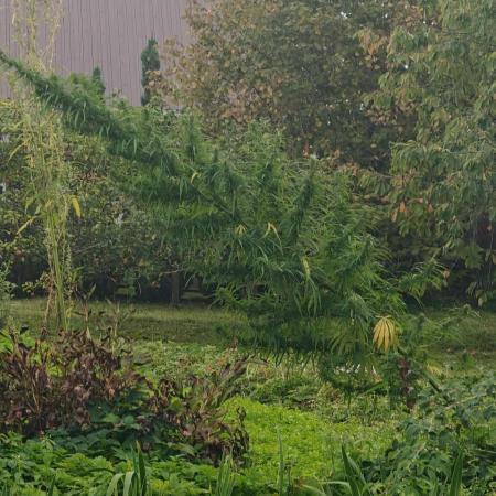 2026 Guerrilla Grow Minimal Effort