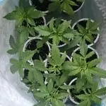 Ganja Farmer Big Jack Auto Guerilla 2025