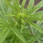 MSNL Purple Haze Auto Guerilla 2025
