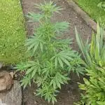 MSNL Purple Haze Auto Guerilla 2025