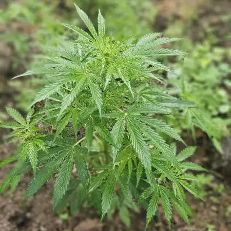 Ganja Farmer Big Jack Auto Guerilla 2025