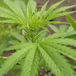 MSNL Purple Haze Auto Guerilla 2025