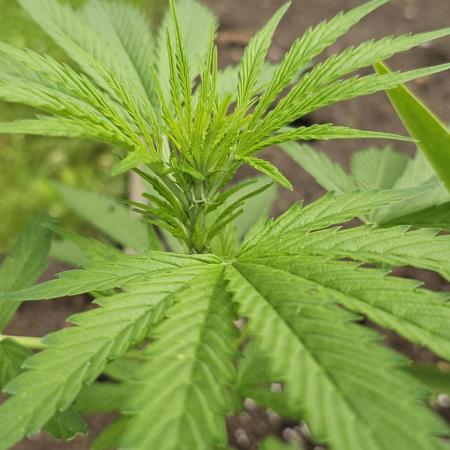 MSNL Purple Haze Auto Guerilla 2025