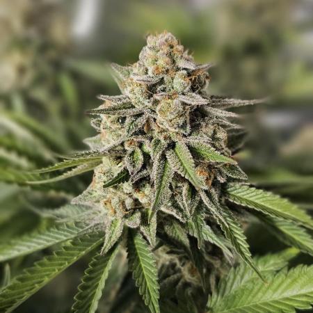 AMS New York Turbo Diesel