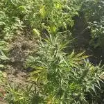 Ganja Farmer Big Jack Auto Guerilla 2025