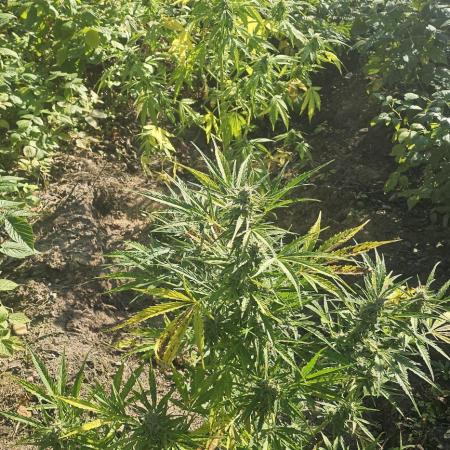 Ganja Farmer Big Jack Auto Guerilla 2025