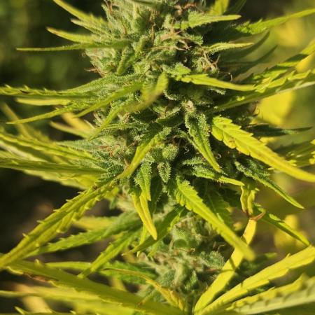 MSNL Purple Haze Auto Guerilla 2025
