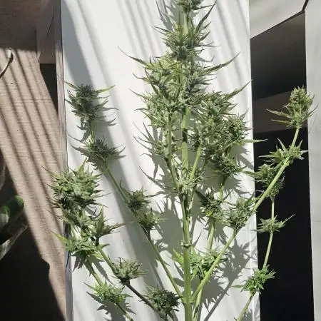 Sweet Seeds Killer Kush Guerilla 2025