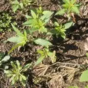2026 Guerrilla Grow Minimal Effort