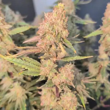 Blueberry muffin