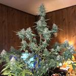 Fast Buds only grow