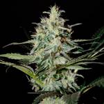 Super Lemon Haze