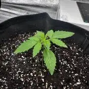 Papaya Sherbet