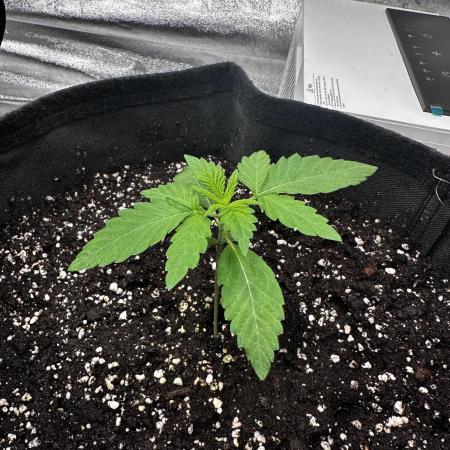 Papaya Sherbet