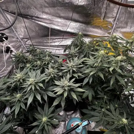 Fast Buds combo