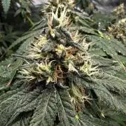 Papaya Sherbet