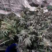 Papaya Sherbet