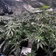 Papaya Sherbet