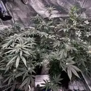 Papaya Sherbet