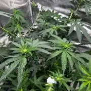 Papaya Sherbet