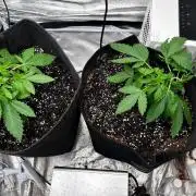 Papaya Sherbet