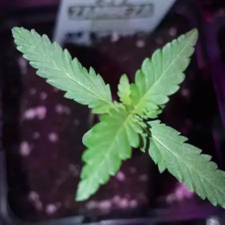 O.G. BUBBLE GUM "AUTO" ZAMBEZASEEDS