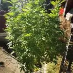 RS11 Outdoor Germany