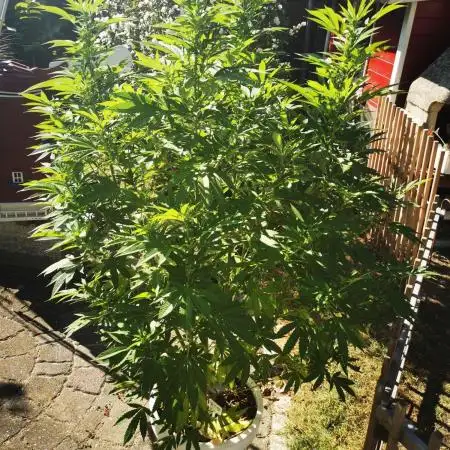 RS11 Outdoor Germany