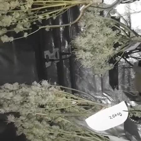Oreoz, Kritikal-K, Hellfire OG und Karibbean Mango