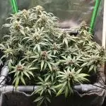 First time FastBuds indoor. Lemon Cherry cookies