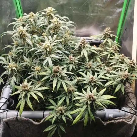 First time FastBuds indoor. Lemon Cherry cookies