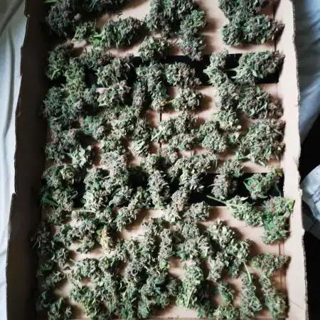 First time FastBuds indoor. Lemon Cherry cookies