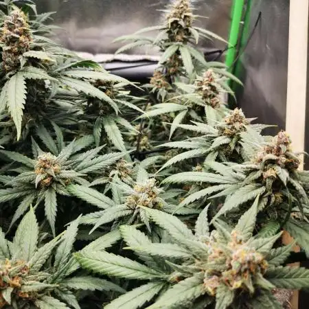 First time FastBuds indoor. Lemon Cherry cookies