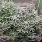 First time FastBuds indoor. Lemon Cherry cookies