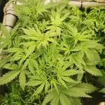 First time indoor automatics FastBuds - Z -UP