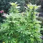 RS11 Outdoor Germany