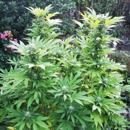 RS11 Outdoor Germany