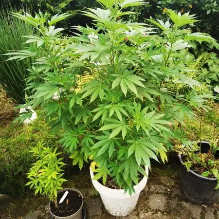RS11 Outdoor Germany