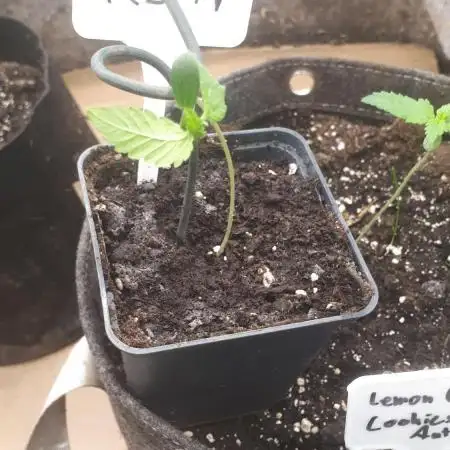 RS11 Outdoor Germany