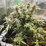 First time indoor automatics FastBuds - Z -UP