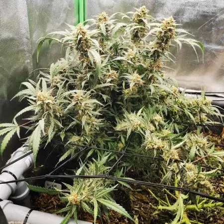 First time indoor automatics FastBuds - Z -UP