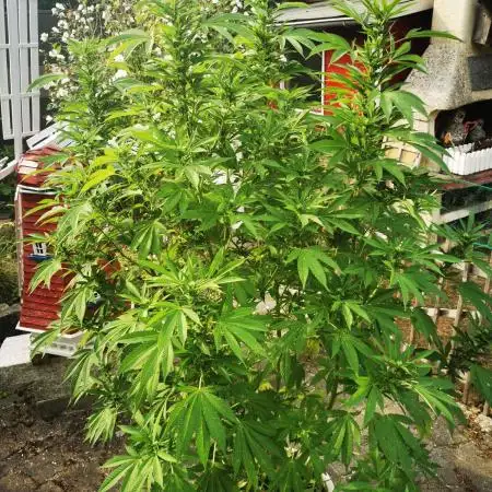 RS11 Outdoor Germany